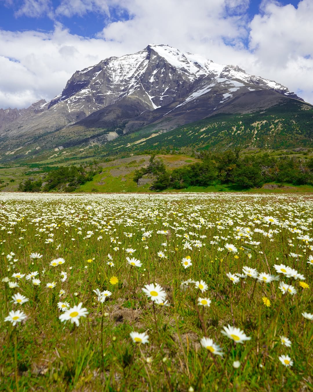 field of white daisies in front of a snow-capped mountain under partly cloudy sky
