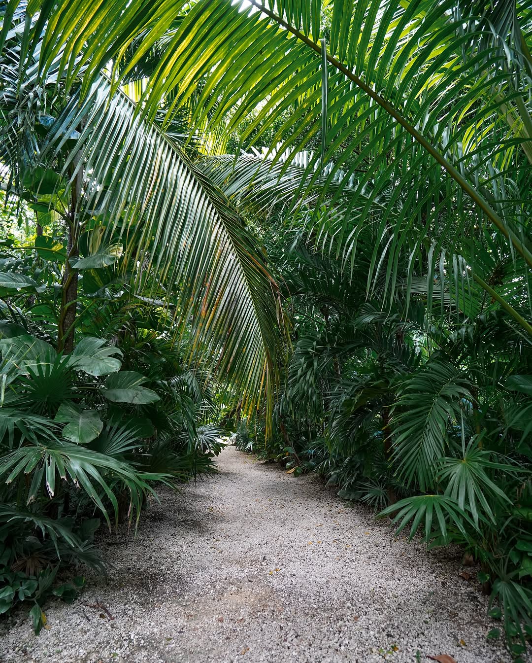 narrow gravel path surrounded by dense tropical palm and leafy green plants
