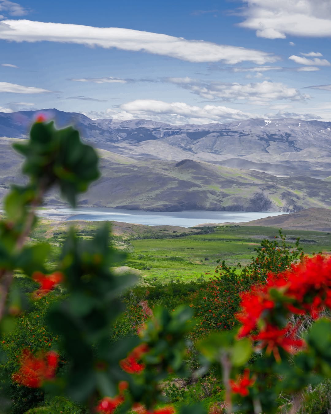 mountainous landscape with a lake and green vegetation with red flowers in foreground