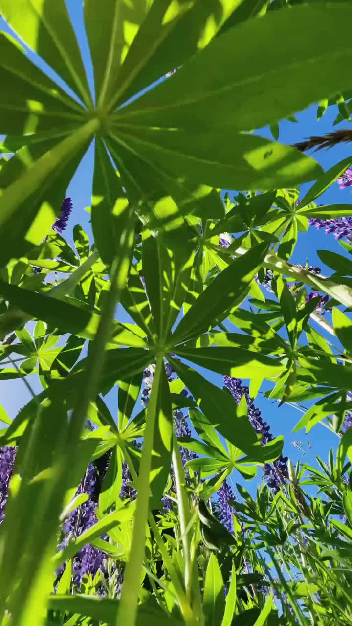 green leaves and purple flowers under a clear blue sky