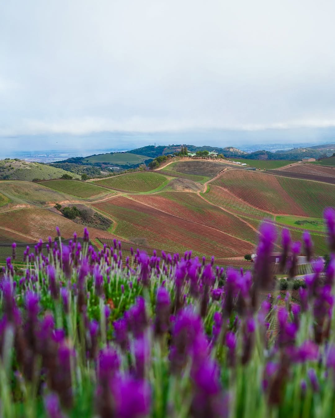 Purple lavender in front of rolling green hills in Paso Robles