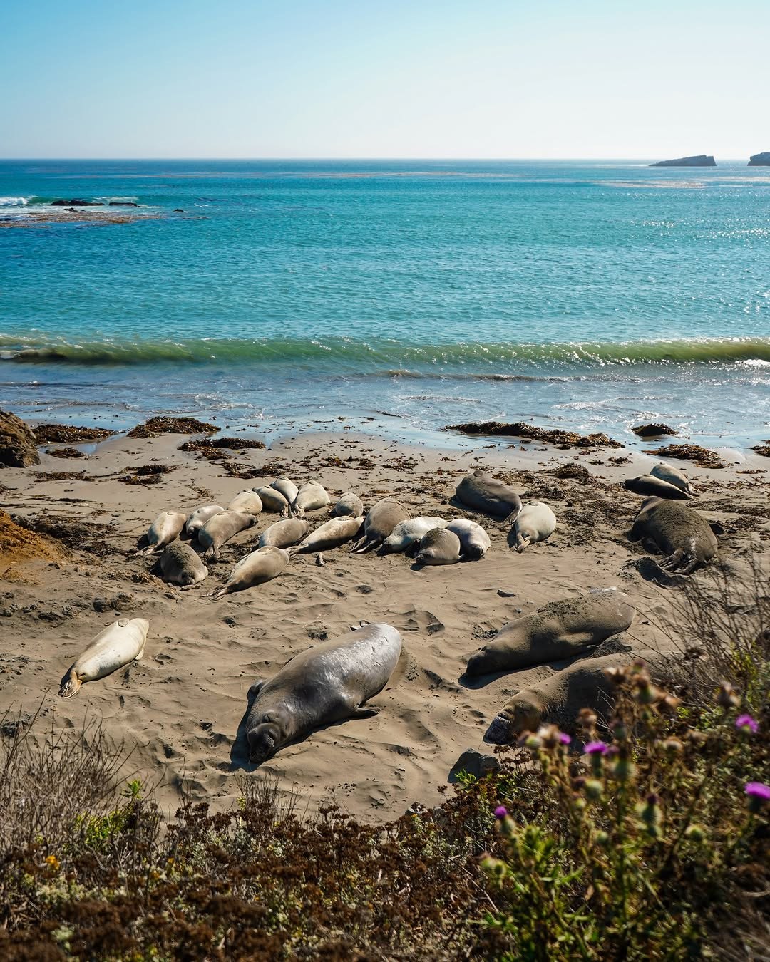 Elephant seals resting on the sand at Elephant Seal Vista Point near Cambria