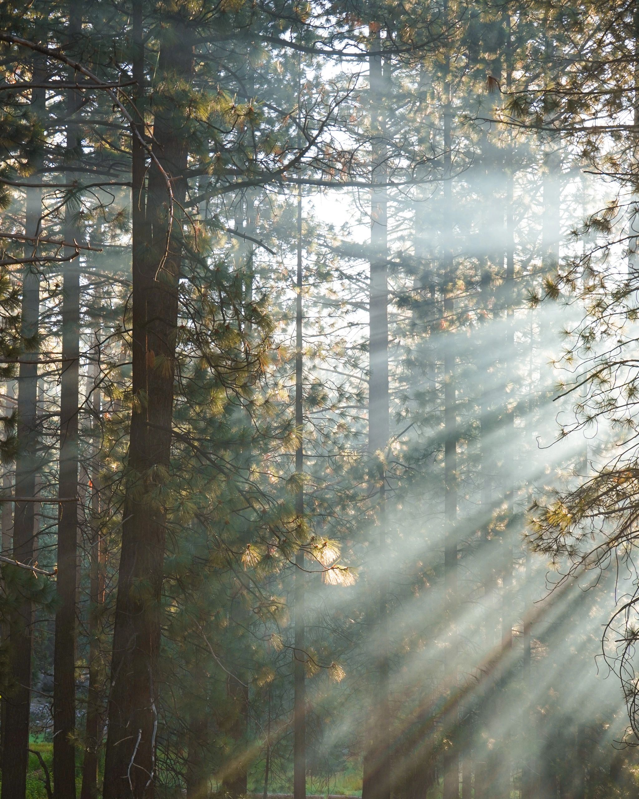 Rayos de sol atraviesan un bosque de pinos con niebla.