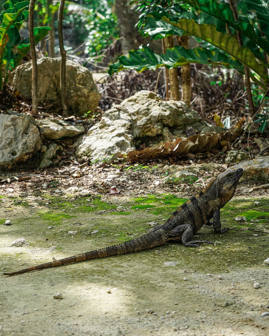 large iguana resting on a mossy dirt ground with rocks and green plants in background