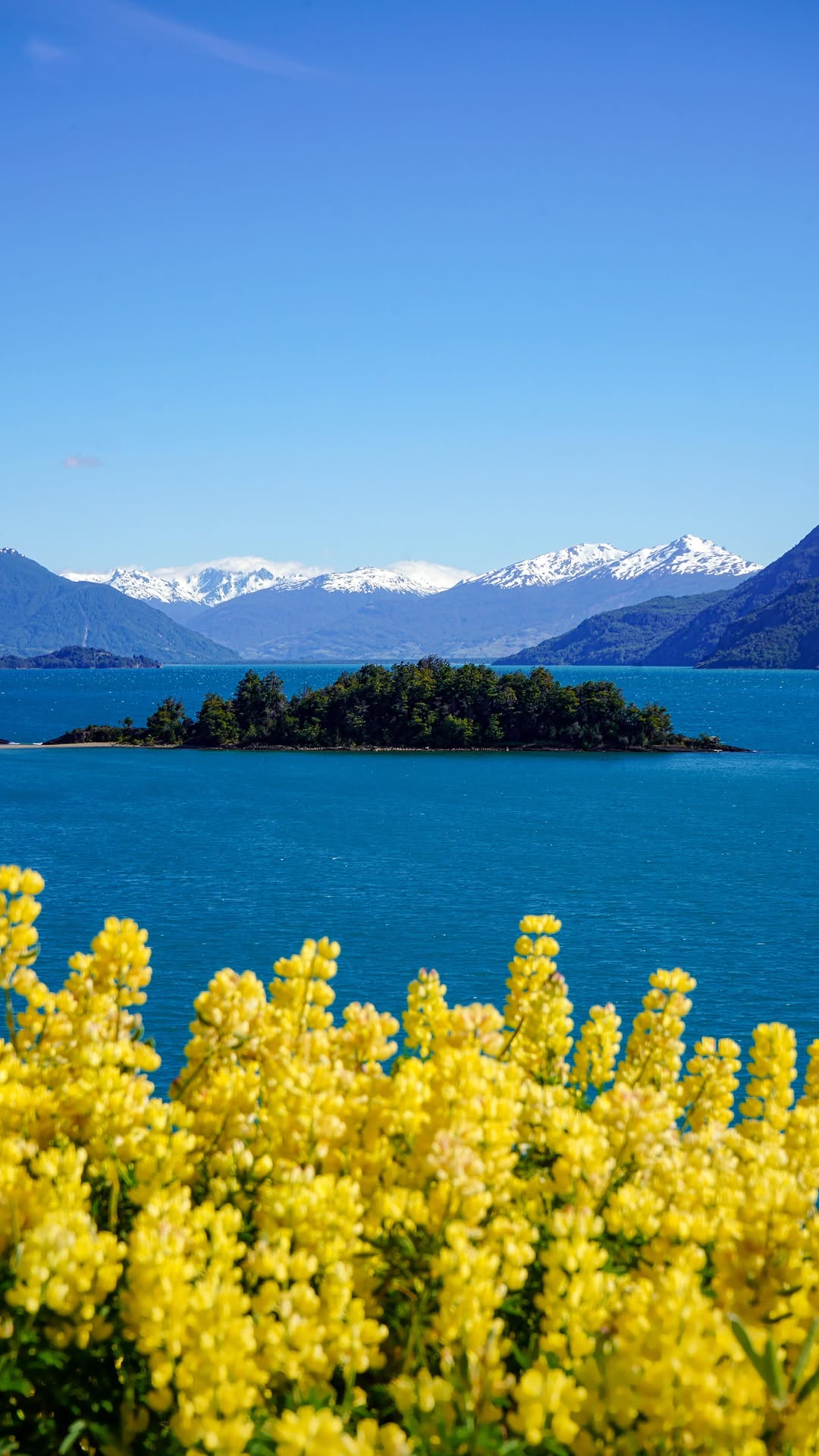 yellow flowers in foreground with island, blue lake, and snow-capped mountains in background