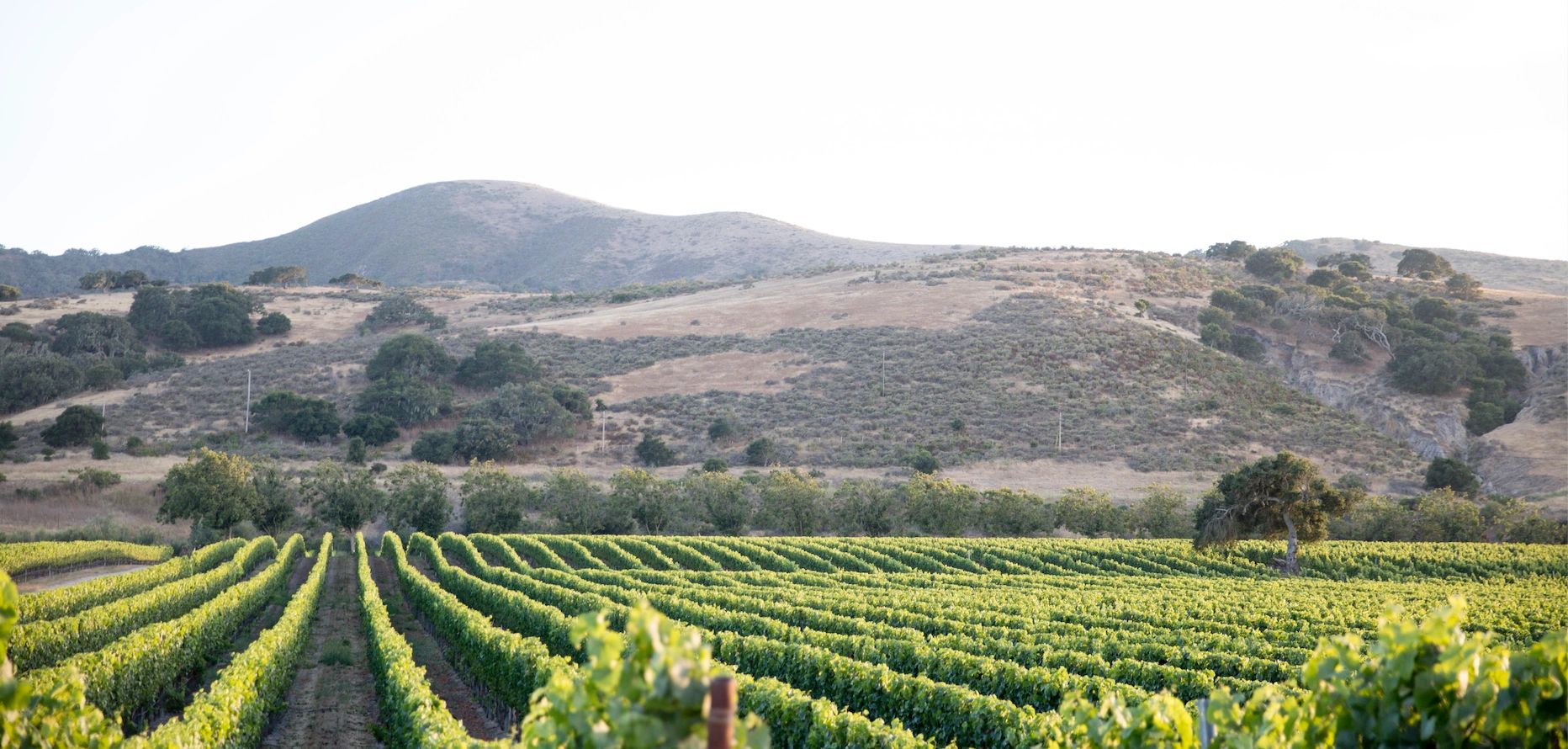 Viticulture in Buellton. By Discover Buellton.
