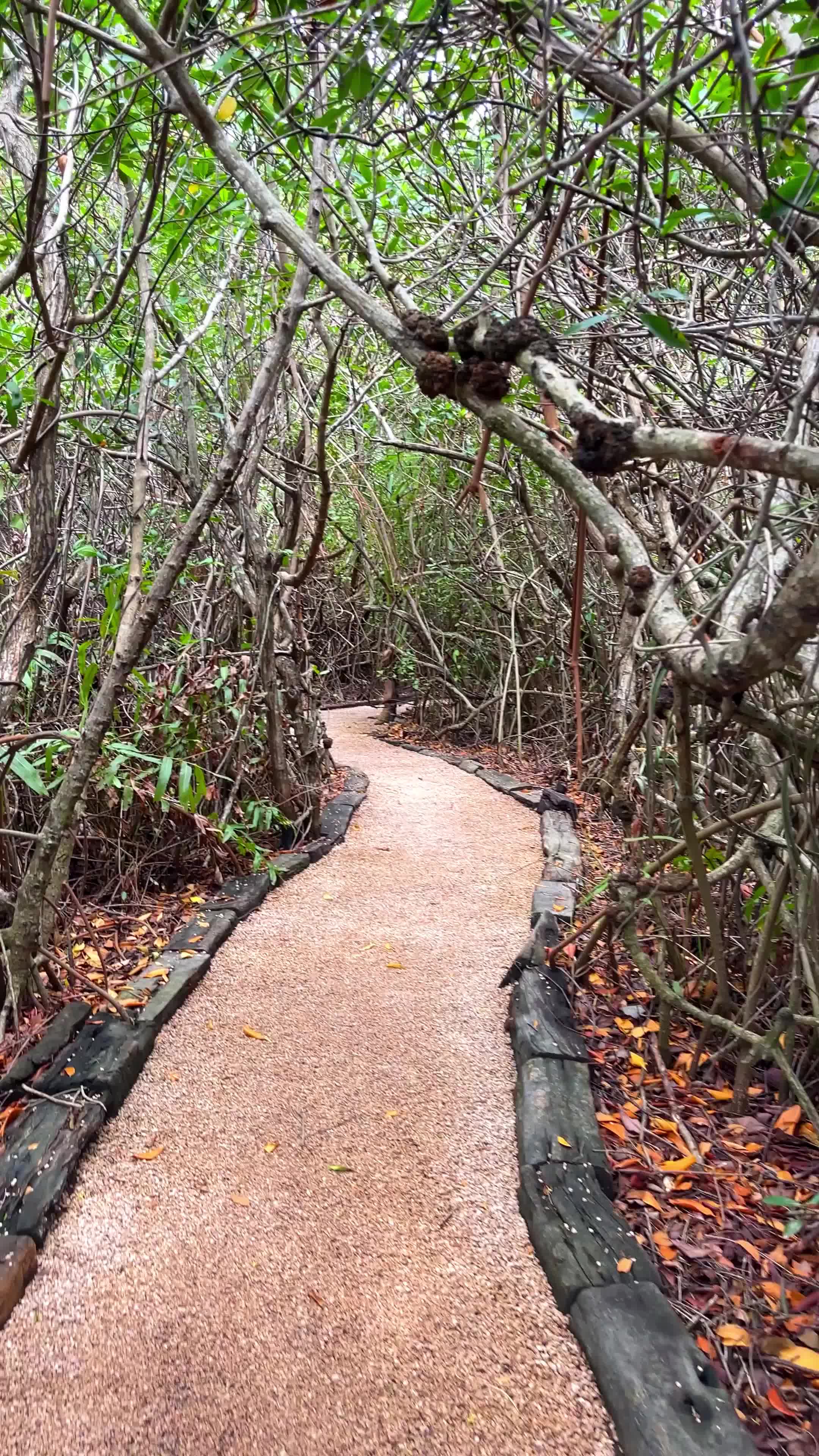 narrow gravel path winding through dense green mangrove forest with many twisted branches