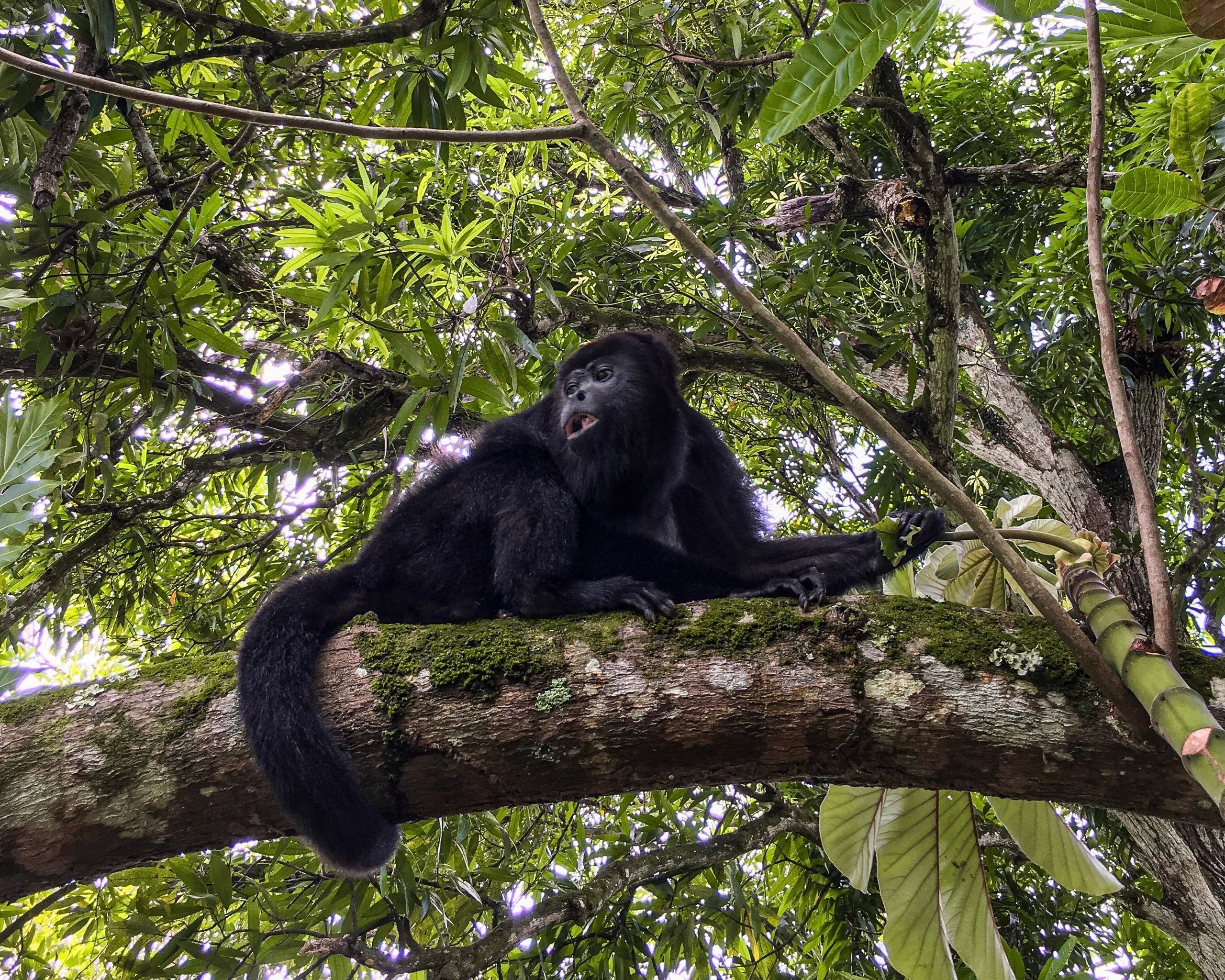 Howling monkey in the jungles of Belize