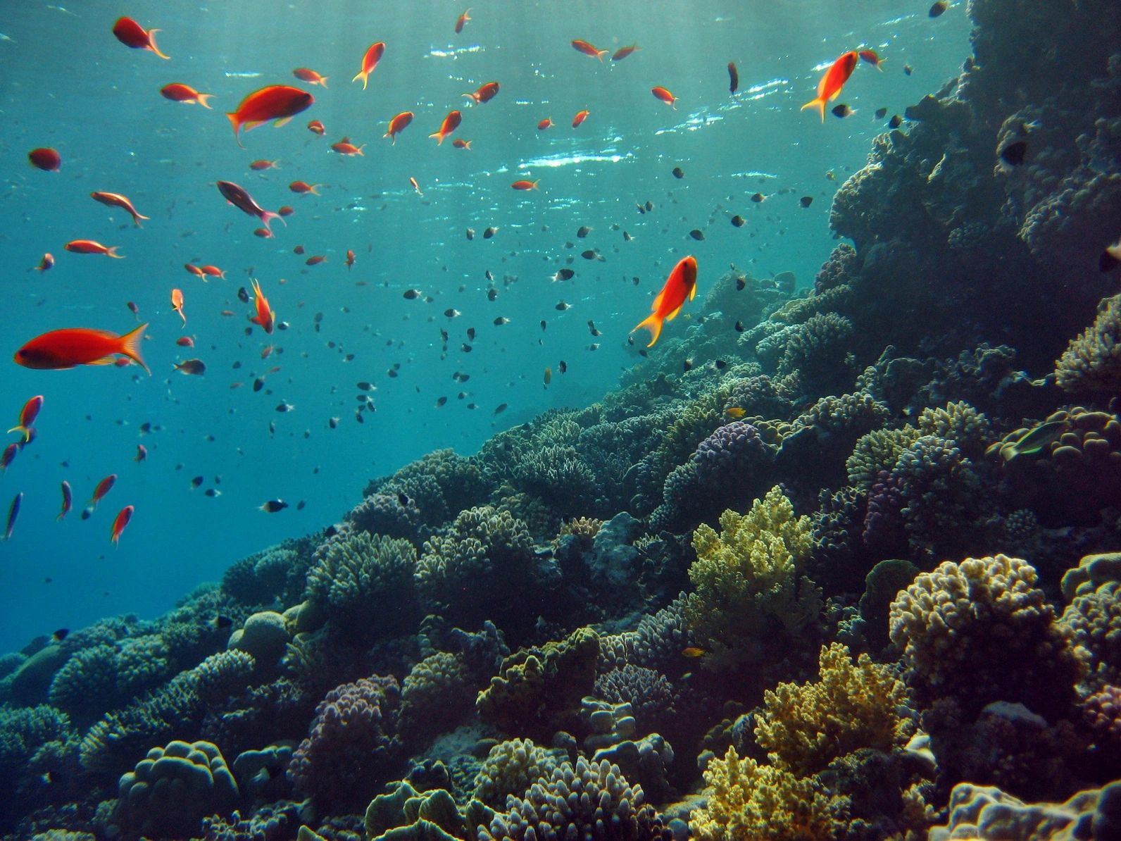 Snorkling in Belize Barrier Reef