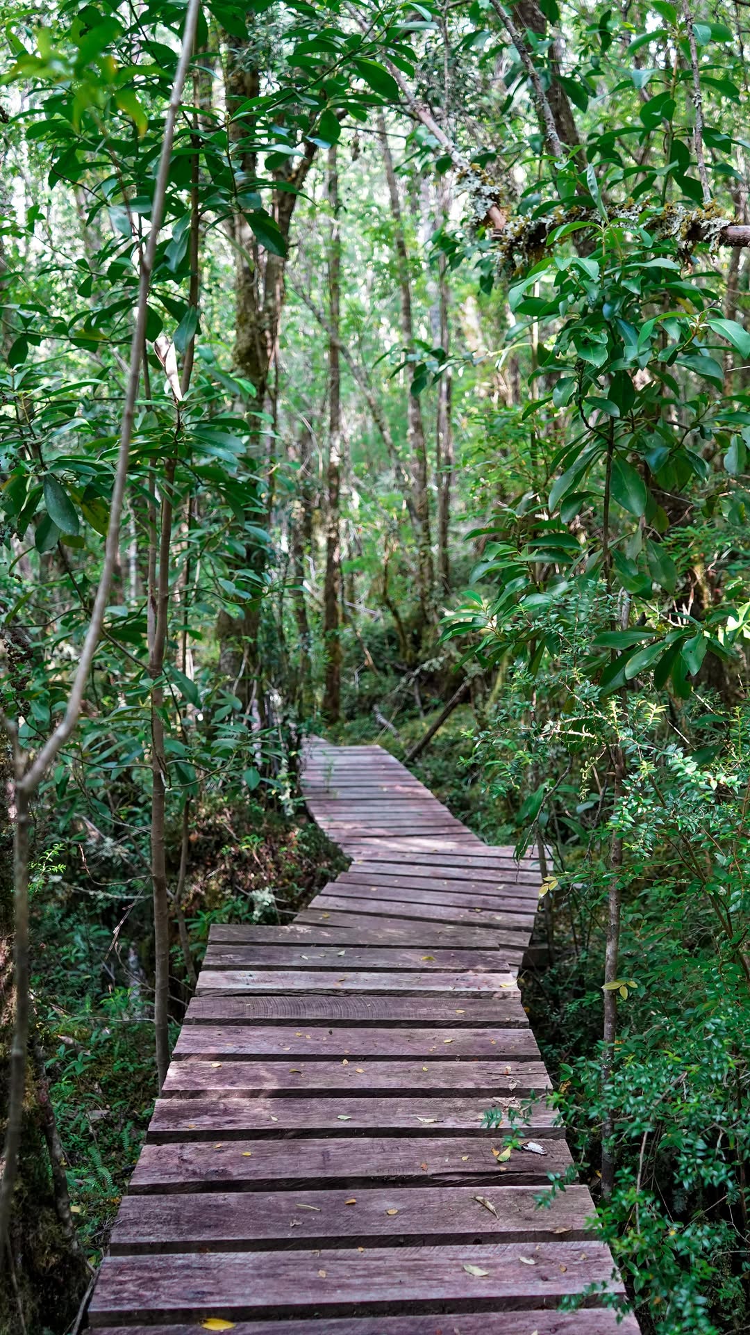 wooden boardwalk winding through dense green forest