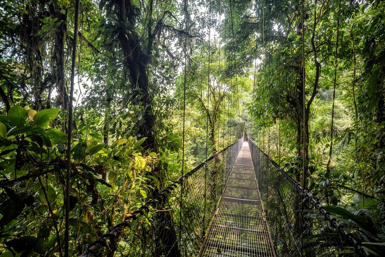 Hanging Bridge in the jungles of Costa Rica