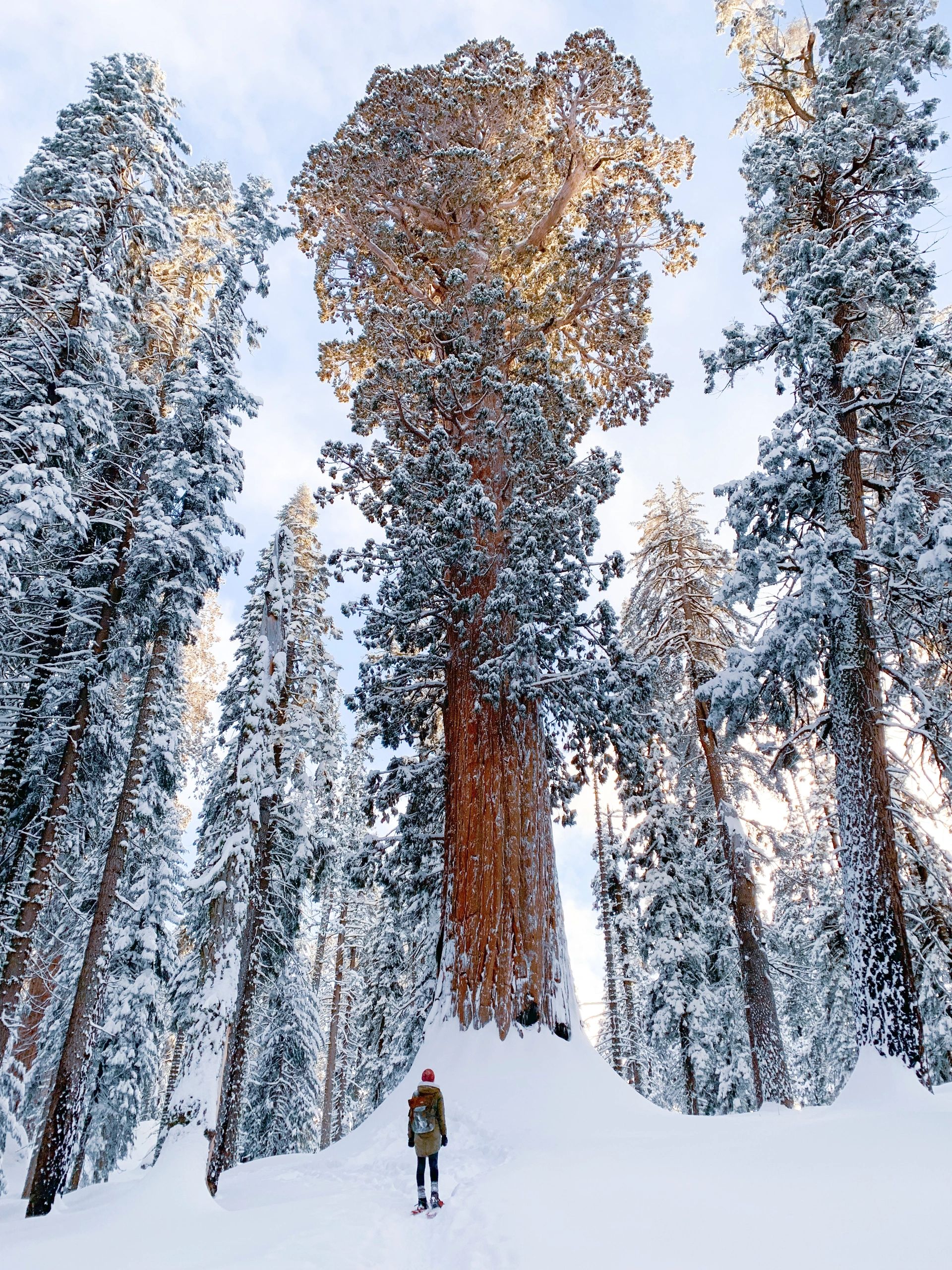 A person is standing next to giant sequoias in the snow. Sequoia National Park during the winter,